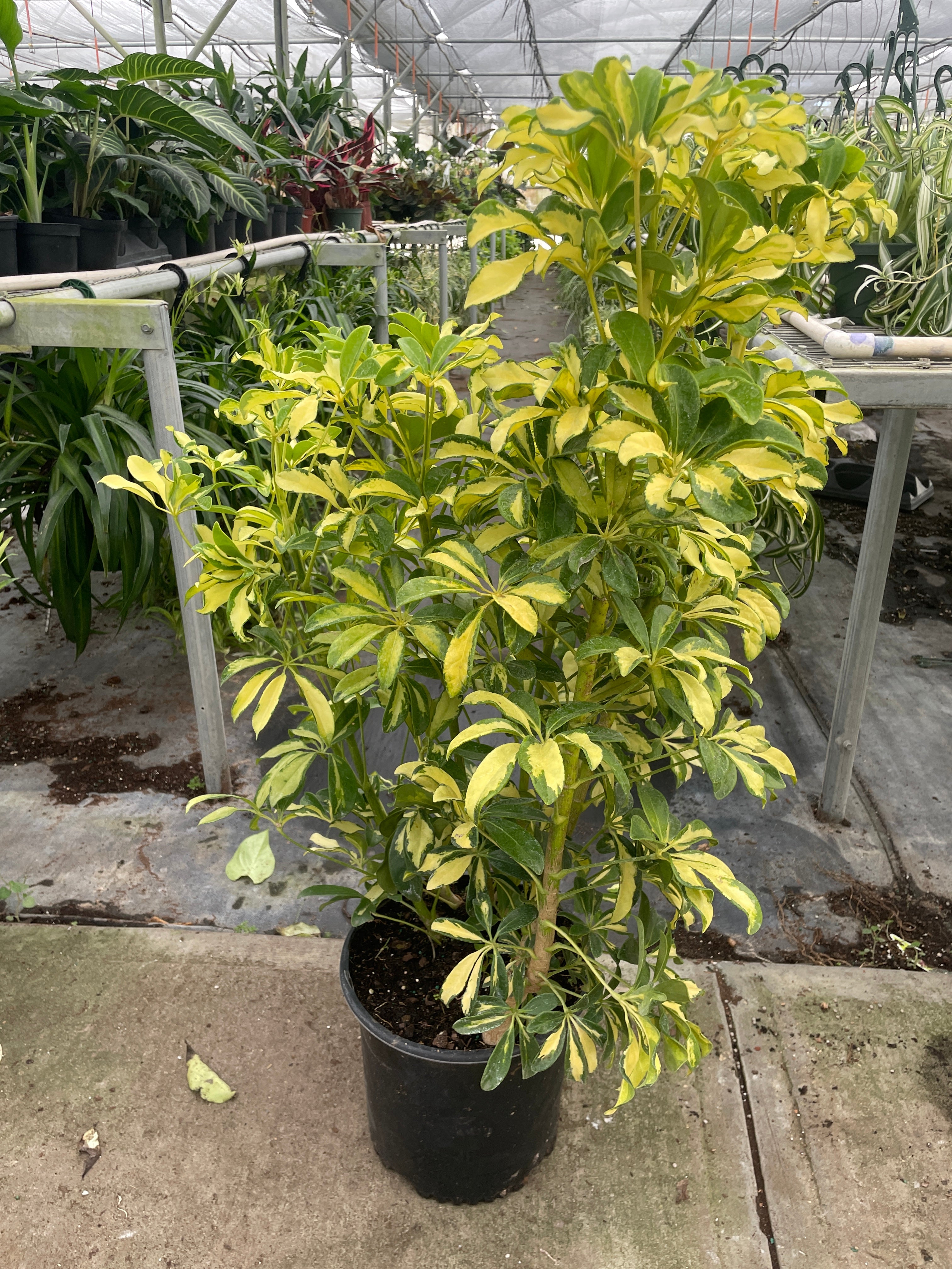 Schefflera Variegated - photo 6