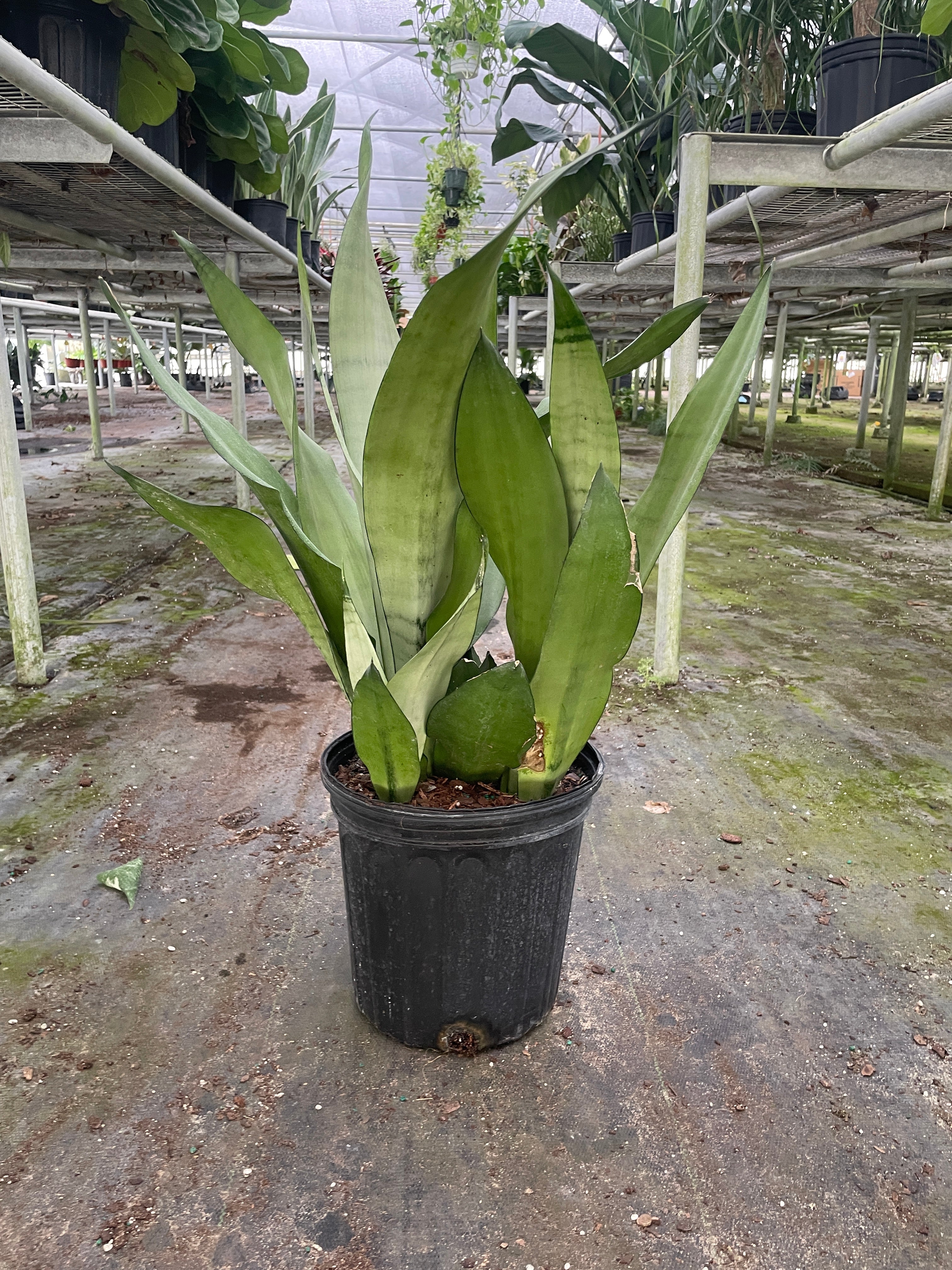 Snake Plant 'Moonshine' - photo 5
