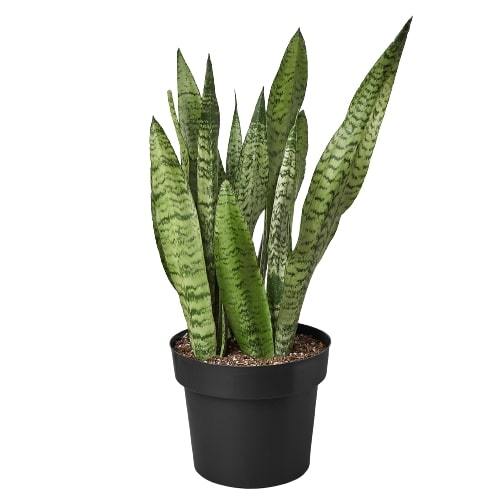 Snake Plant 'Zeylanica' - photo 5