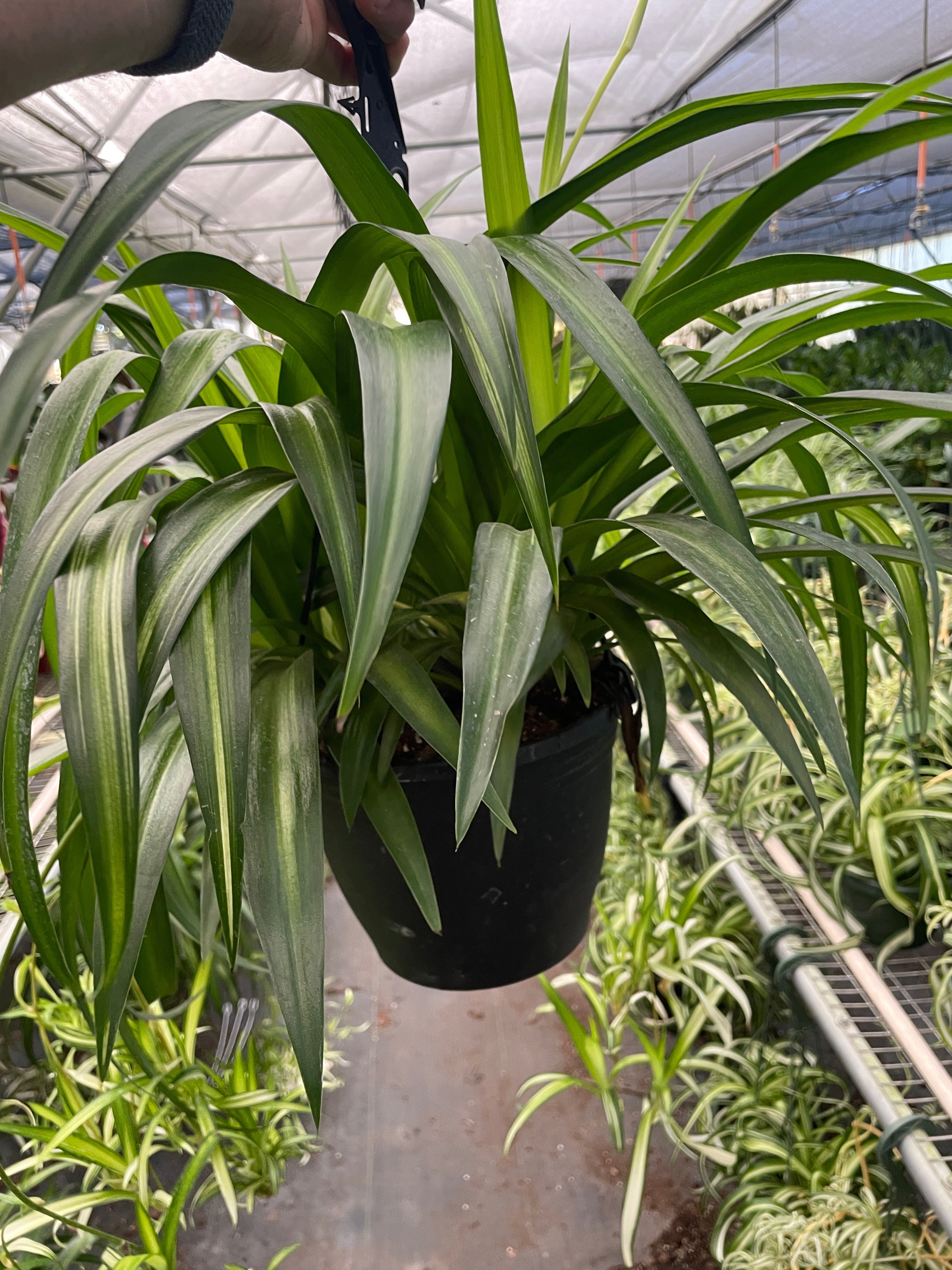Spider Plant Hawaiian - photo 4