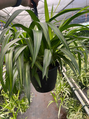 Spider Plant Hawaiian - photo 4