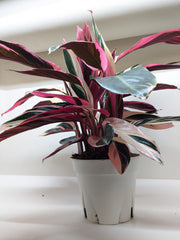 Stromanthe Triostar - photo 3