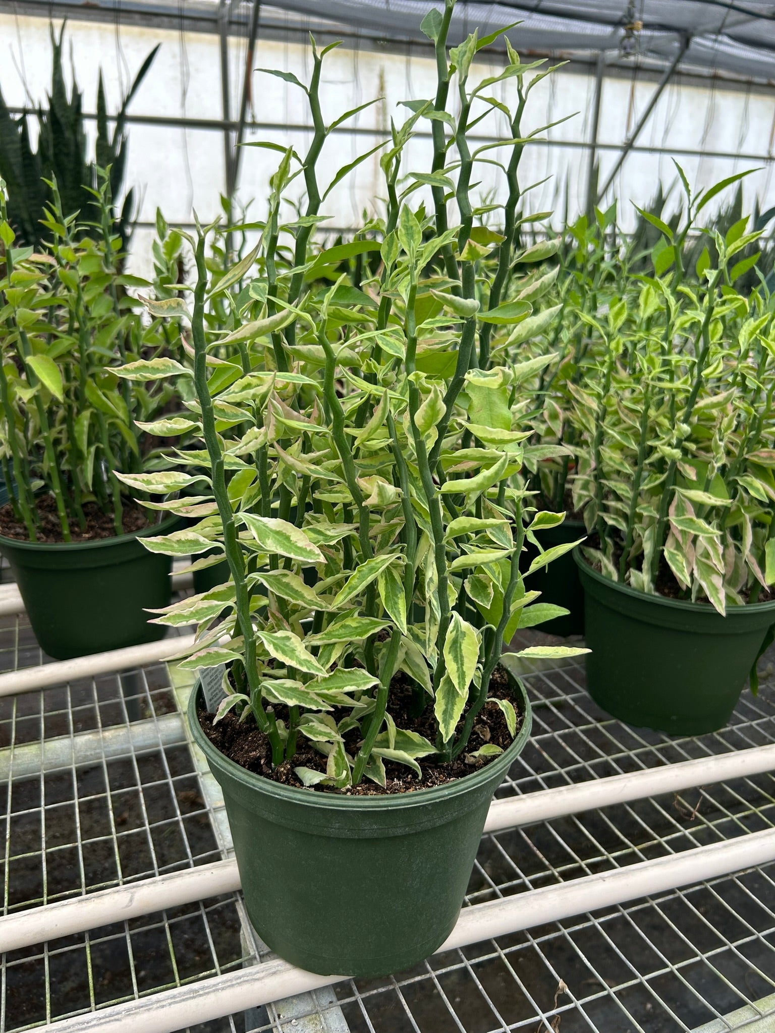 Variegated Devil's Backbone Euphorbia - photo 4