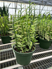 Variegated Devil's Backbone Euphorbia - photo 4
