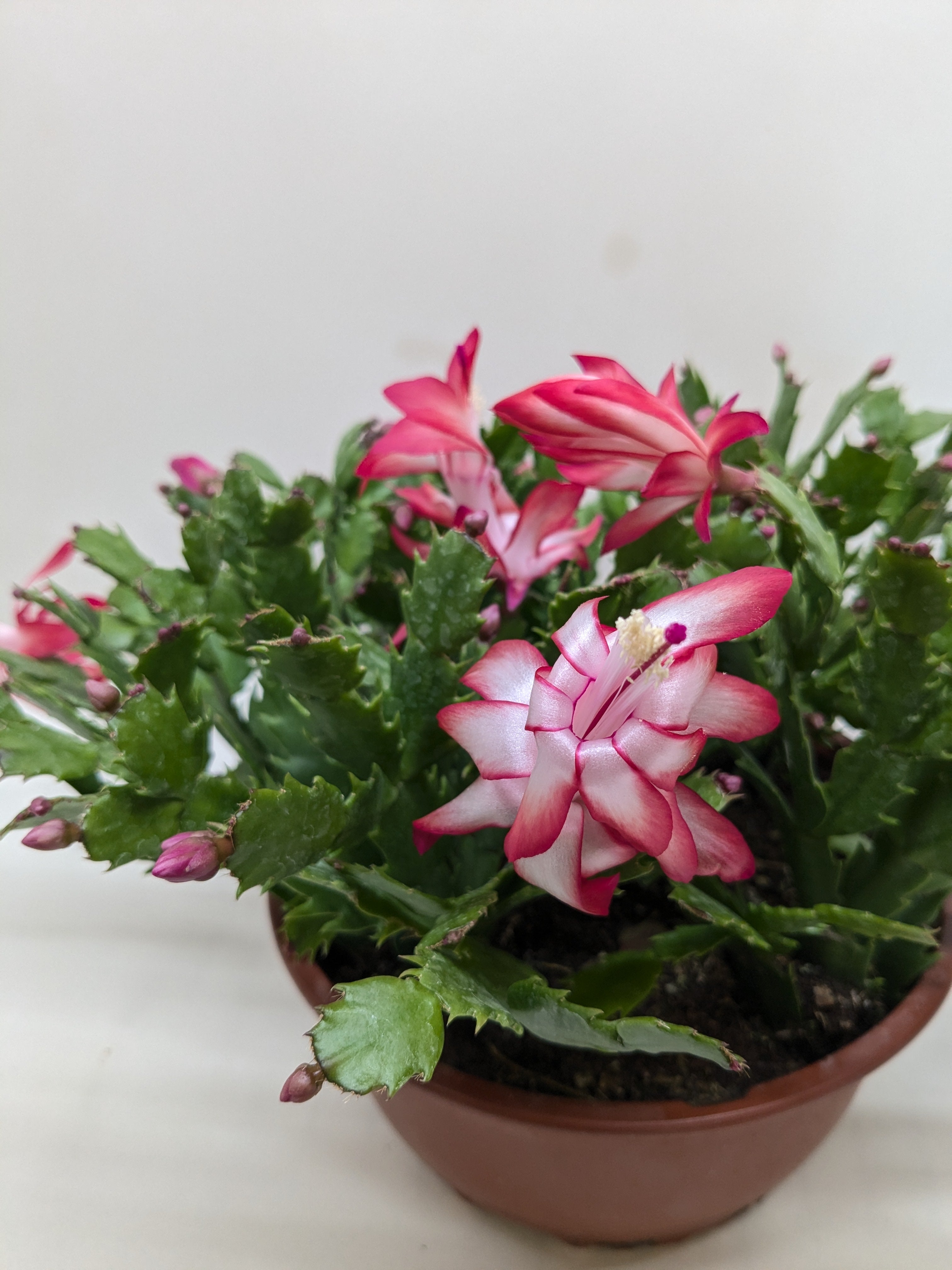 Zygocactus 'Christmas Cactus' - photo 6