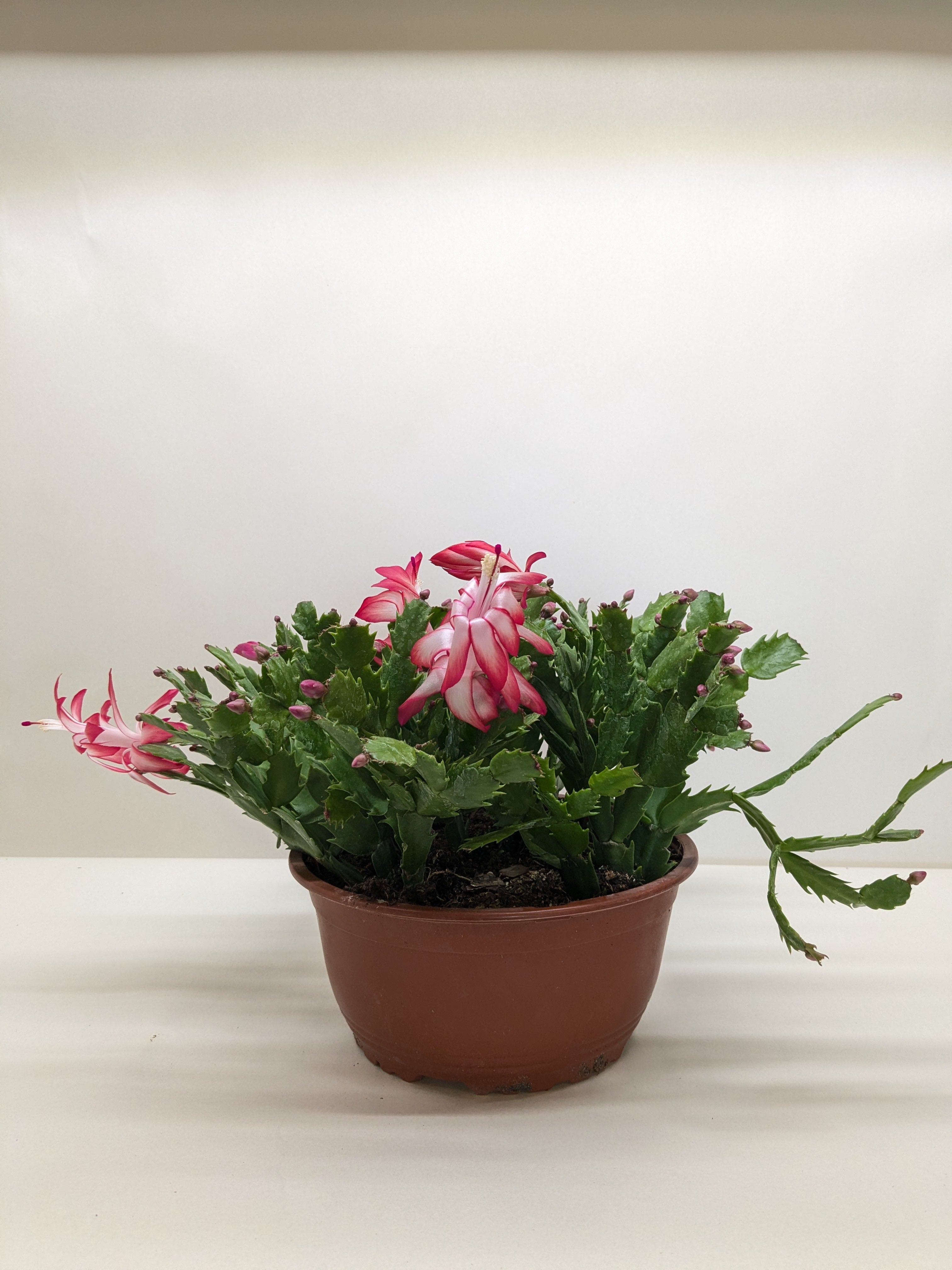 Zygocactus 'Christmas Cactus' - photo 5