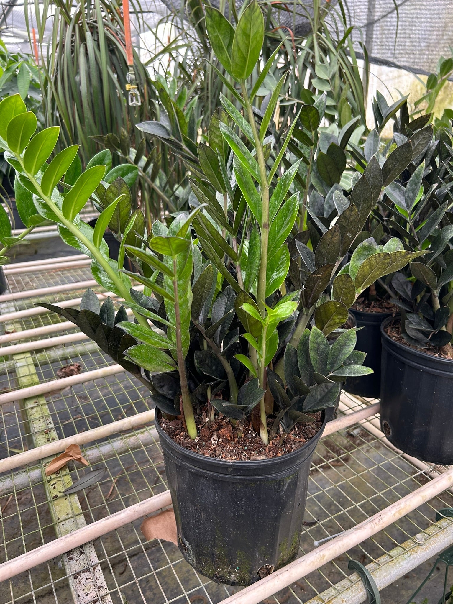 ZZ Zamioculcas 'Black Queen' - photo 6