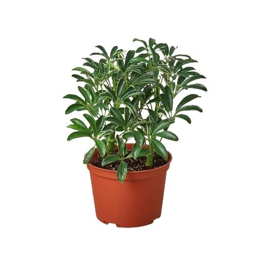 Schefflera Moonlight 'Umbrella Plant' - photo 3