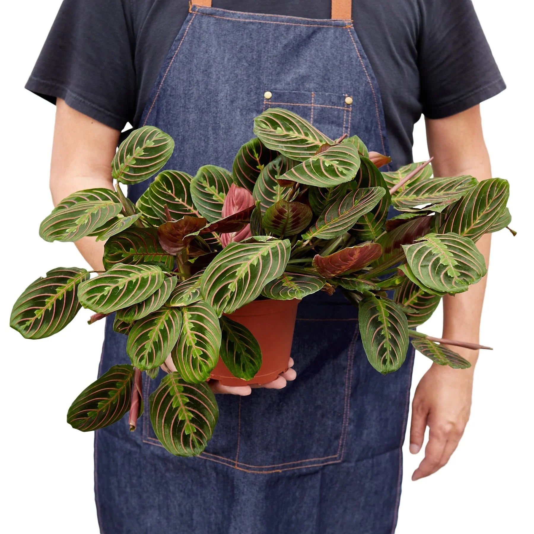 Maranta Red Prayer - photo 5