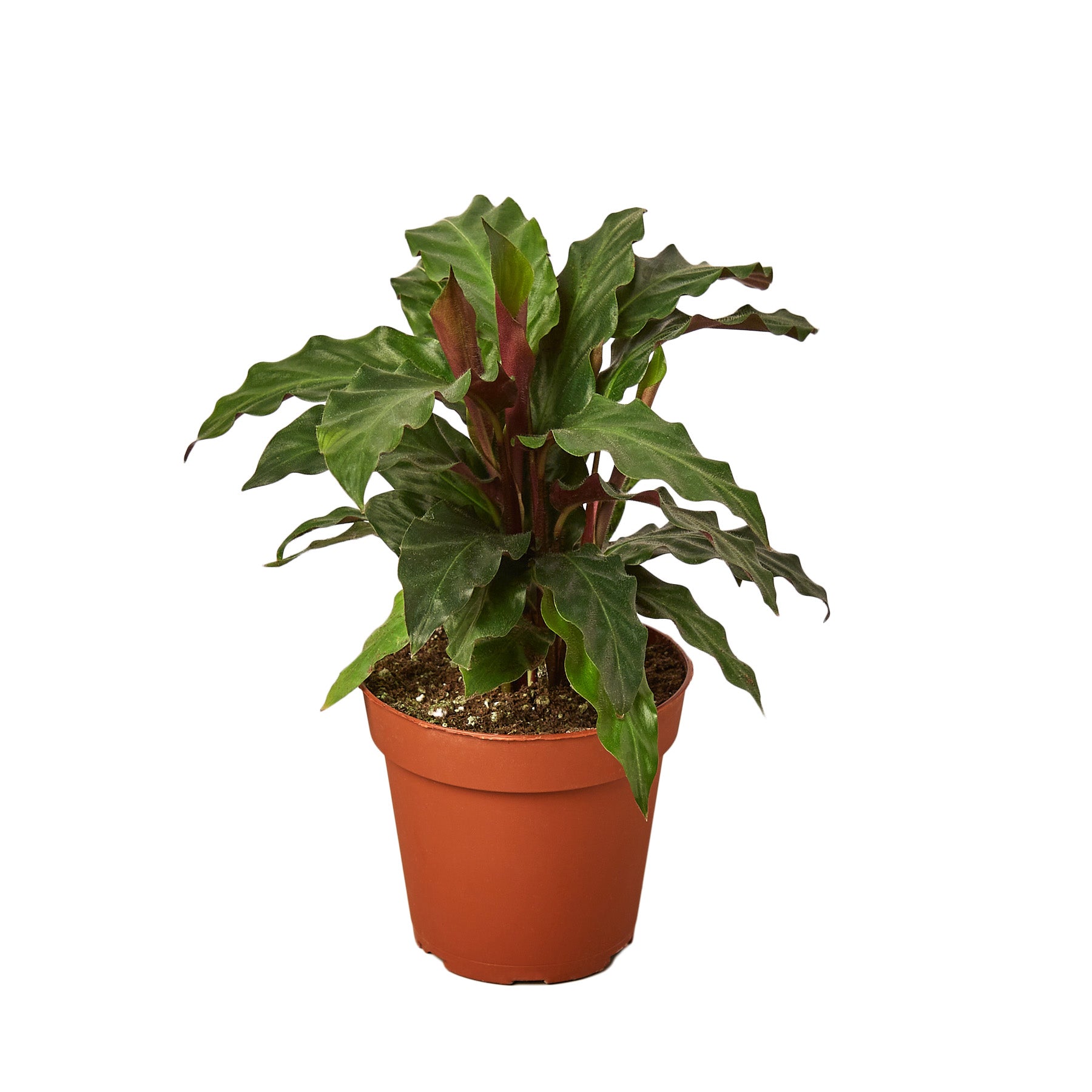 Calathea Rufibarba 'Furry Feather' live houseplant