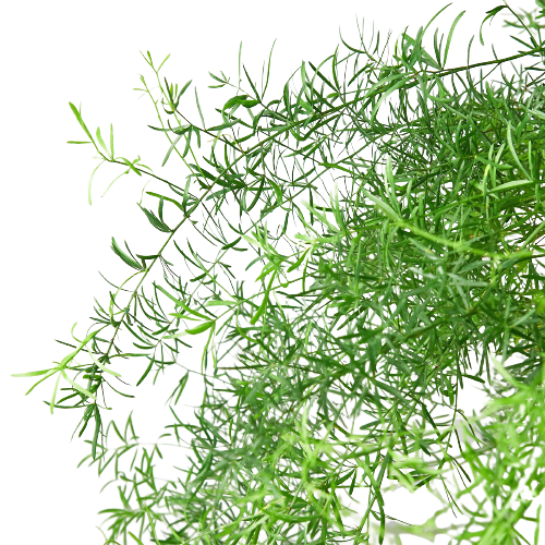 Fern 'Sprengeri' - photo 4