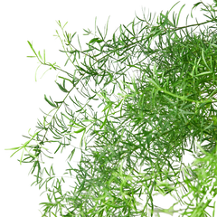 Fern 'Sprengeri' - photo 4
