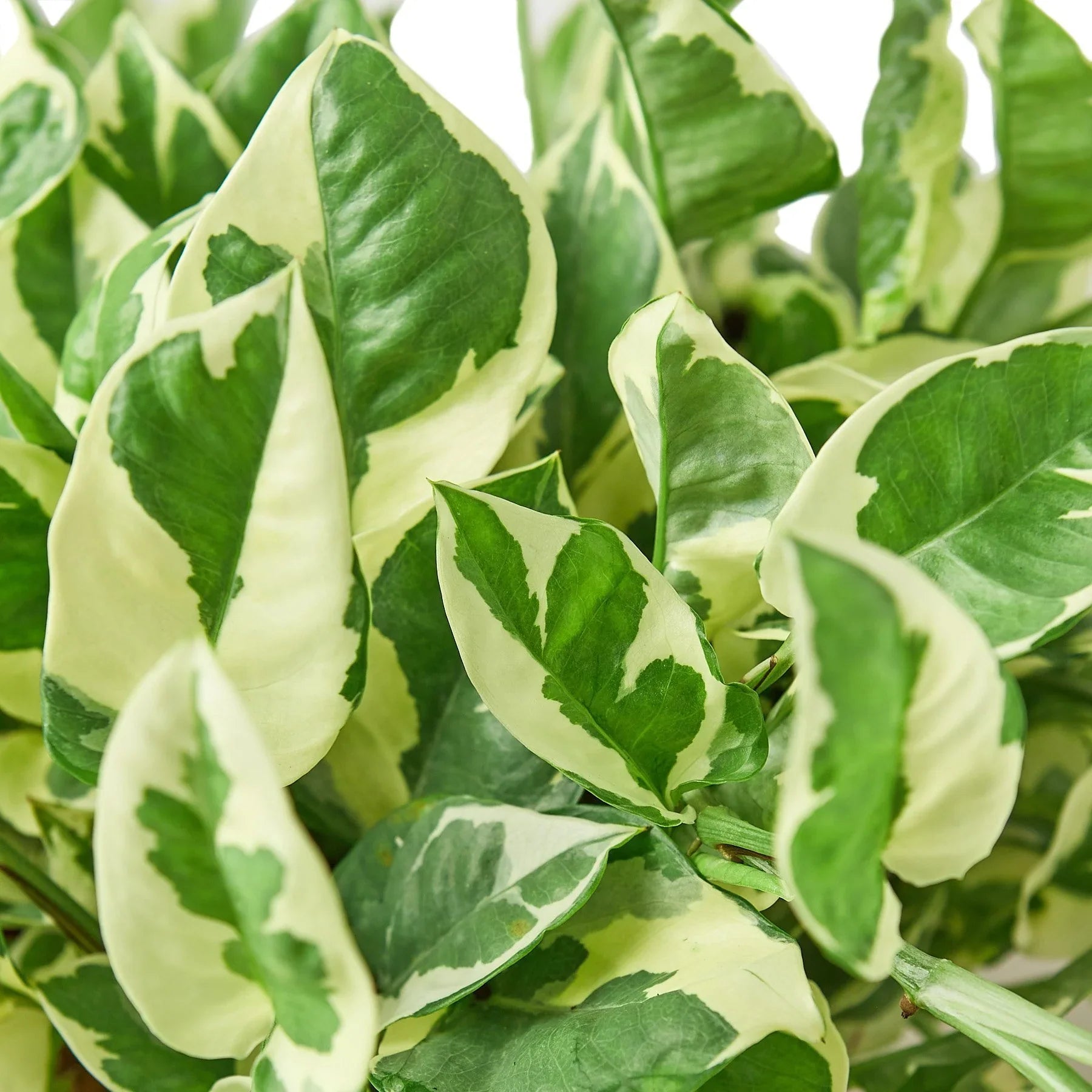 Pothos 'N'joy' - photo 2