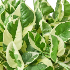 Pothos 'N'joy' - photo 2