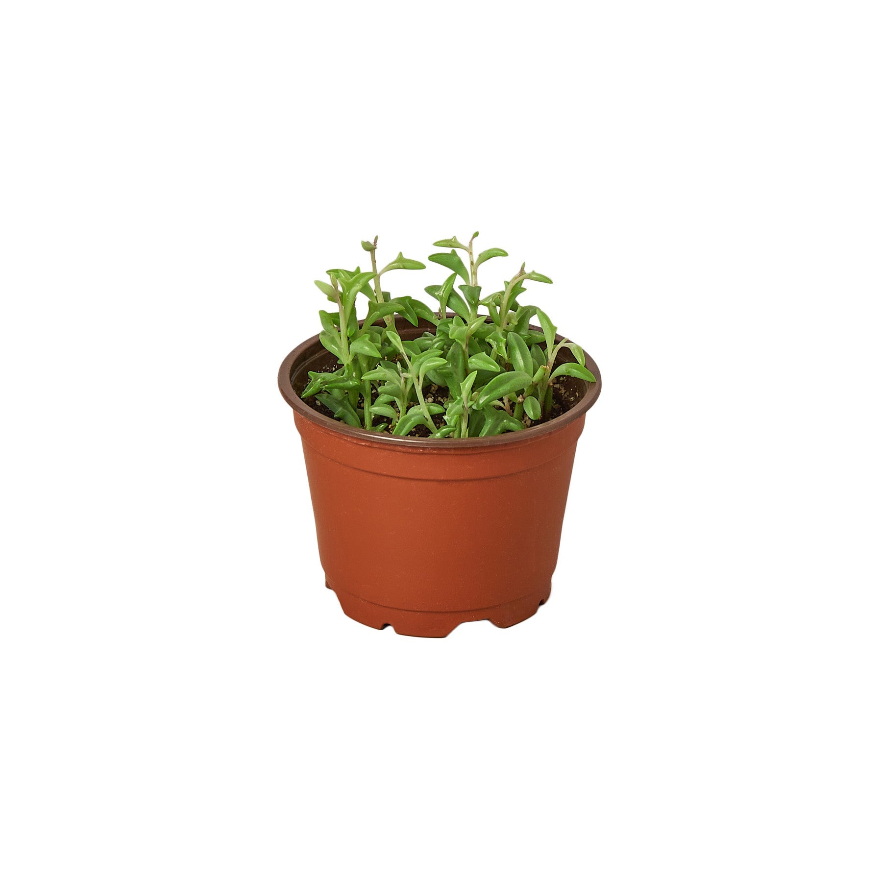 Succulent 'String of Dolphins' live houseplant