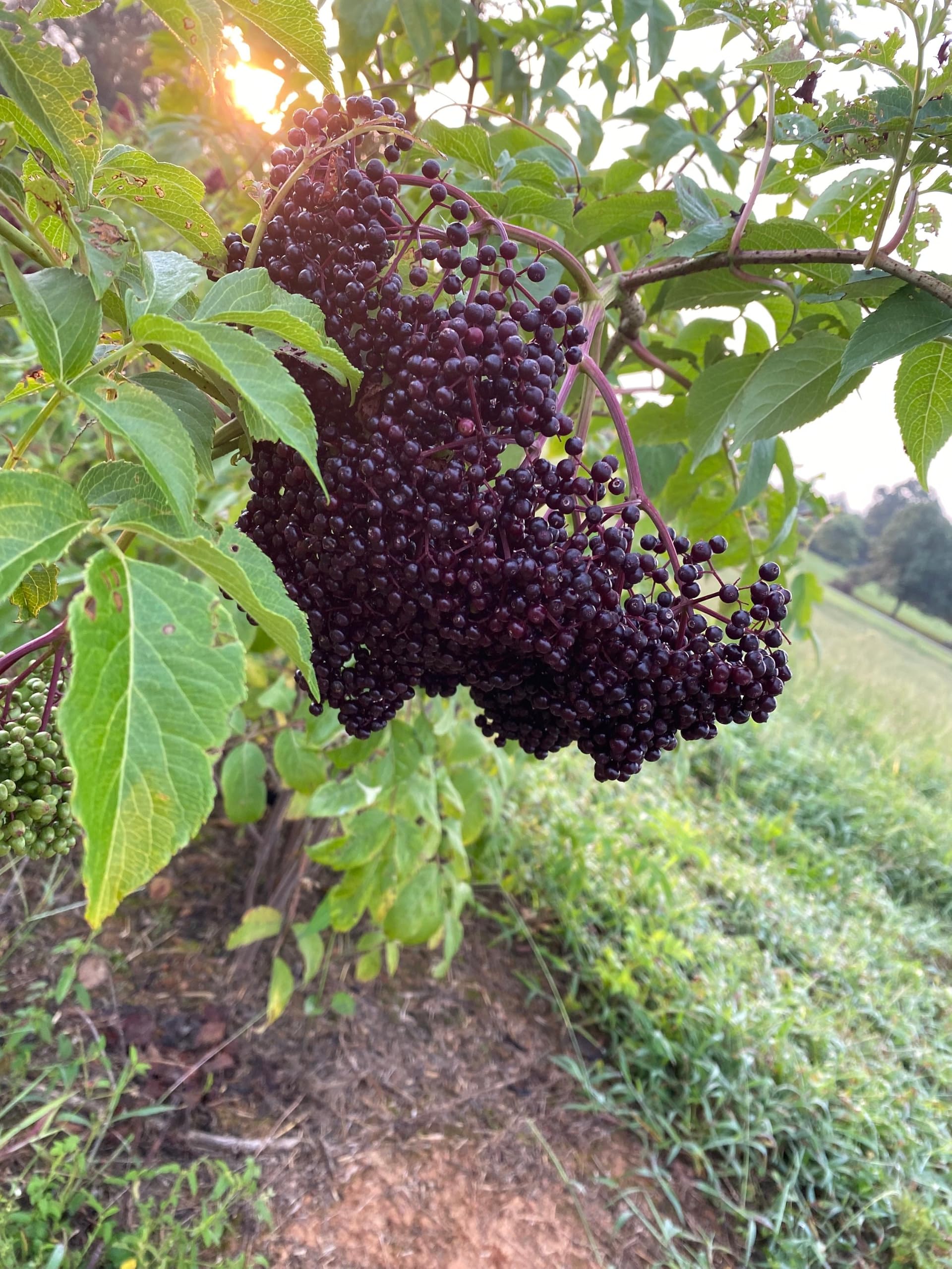 American Elderberry Live Plant in 4 in Pot - Sambucus Canadensis, Edible | Ships as a live starter shrub in a 4 in pot. Fast-growing native that yields edible dark-purple berries. Hardy zones 4-9.