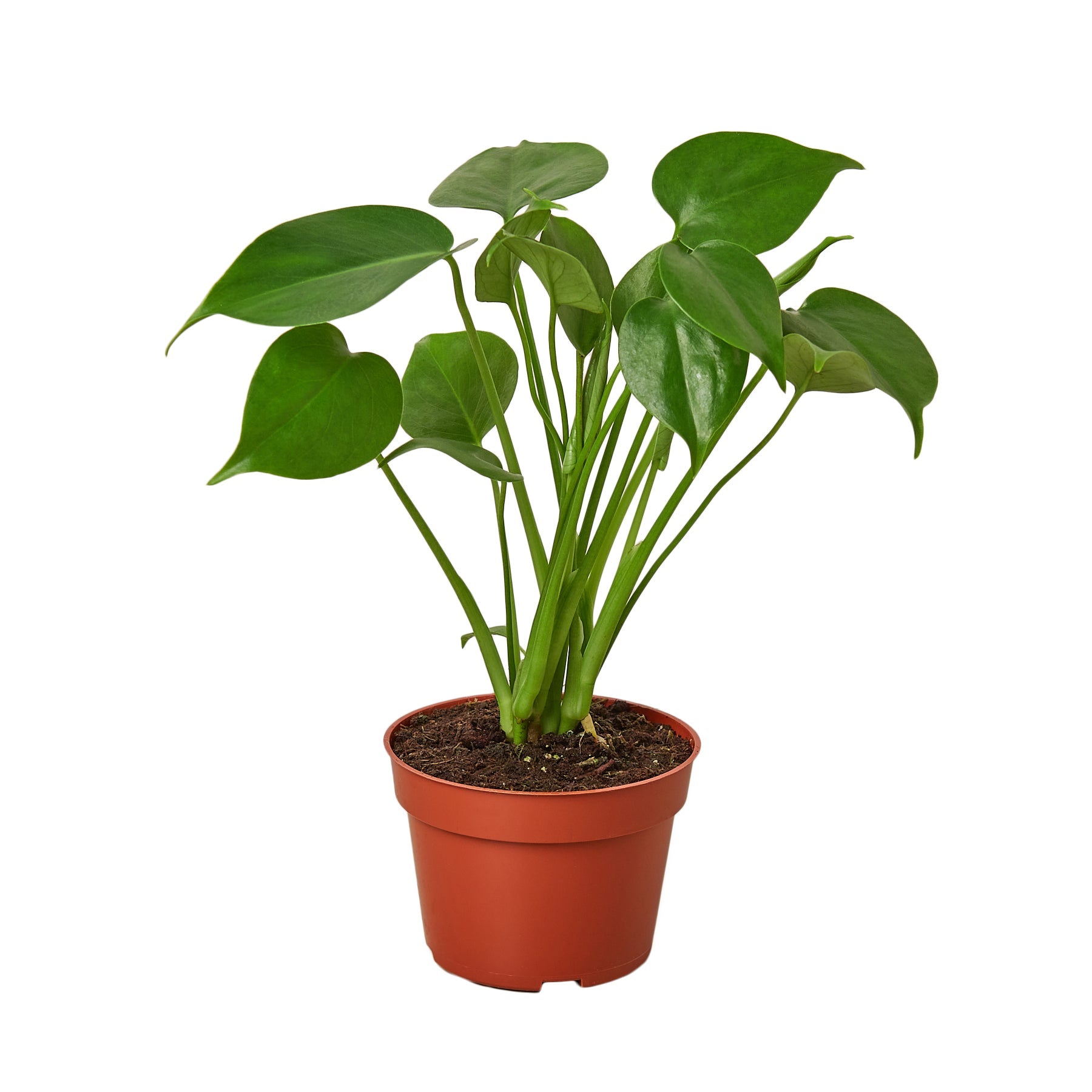 Philodendron Monstera Split-Leaf live houseplant