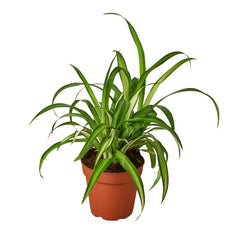 Spider Plant Hawaiian live houseplant