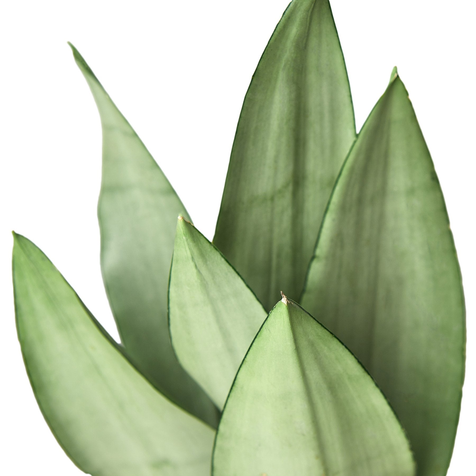 Snake Plant 'Moonshine' - photo 4