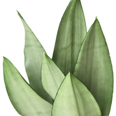 Snake Plant 'Moonshine' - photo 4