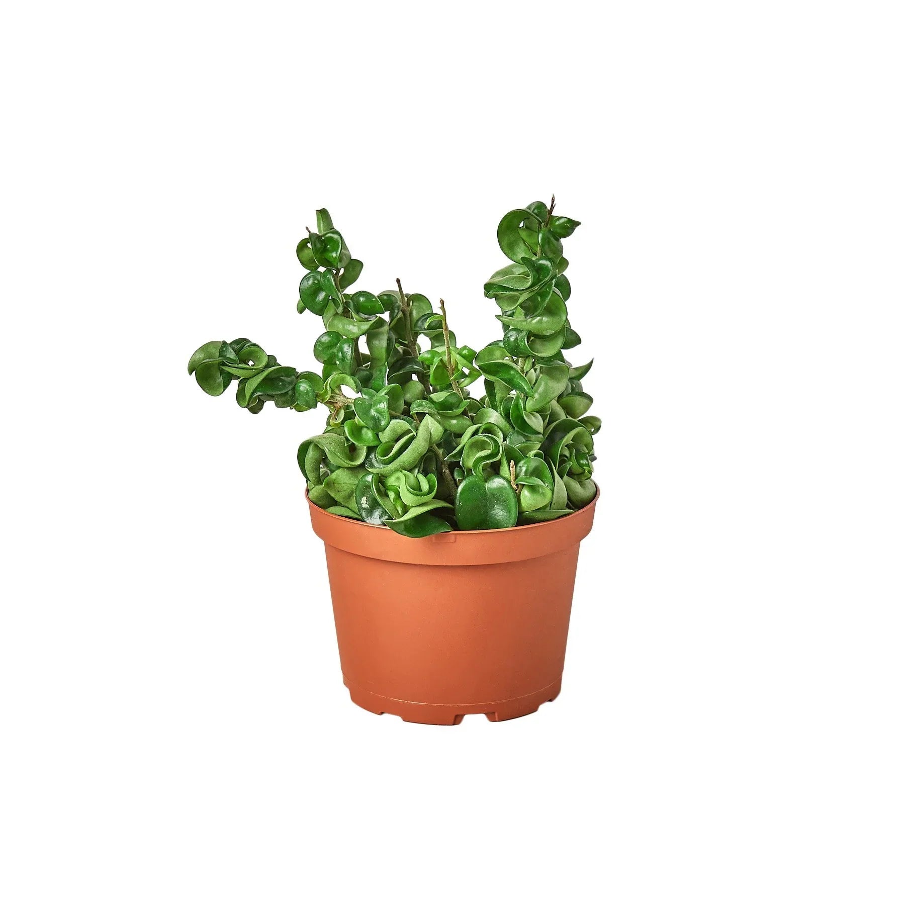Hoya Rope Plant - photo 5