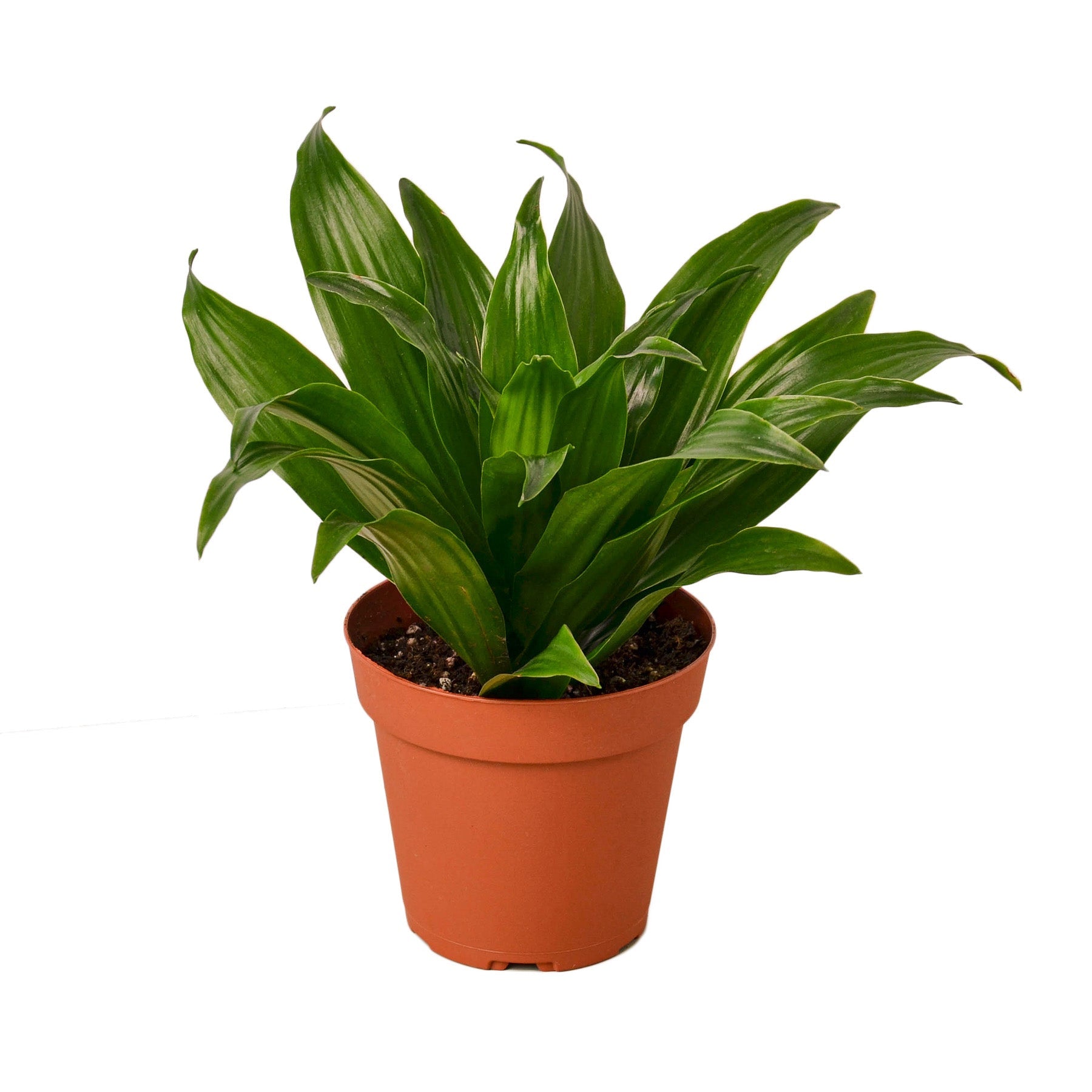 Dracaena 'Janet Craig' live houseplant