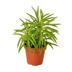 Peperomia 'Green Bean' live houseplant