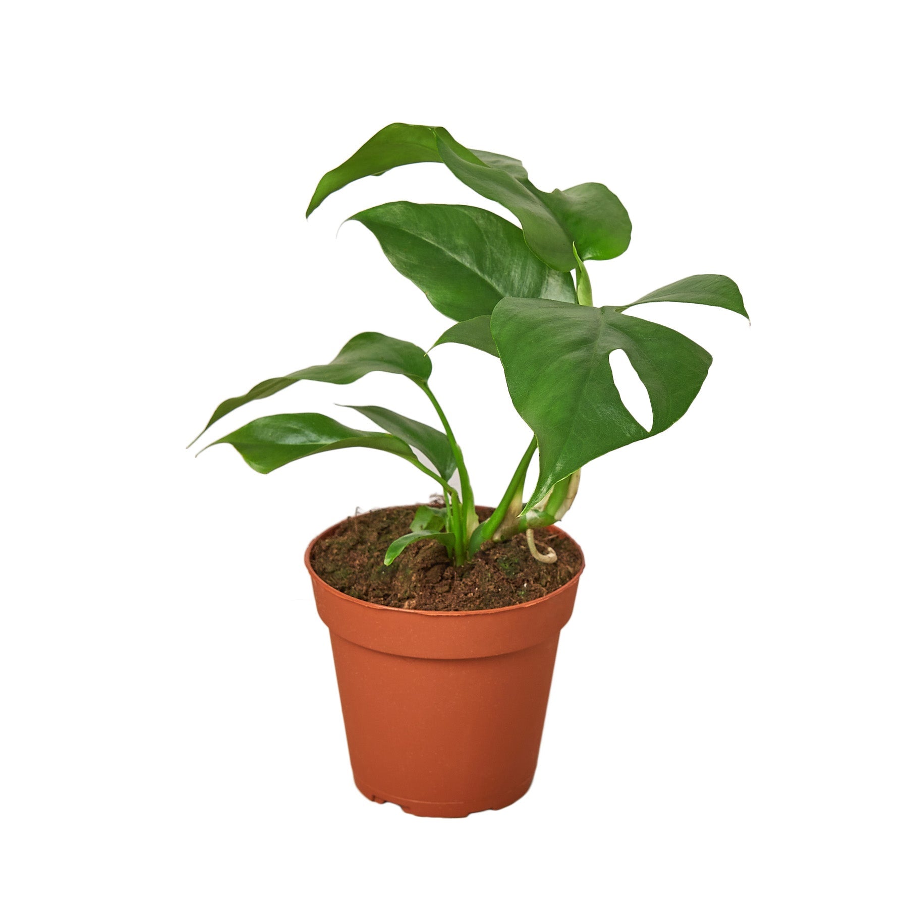 Philodendron Mini Monstera Minima live houseplant