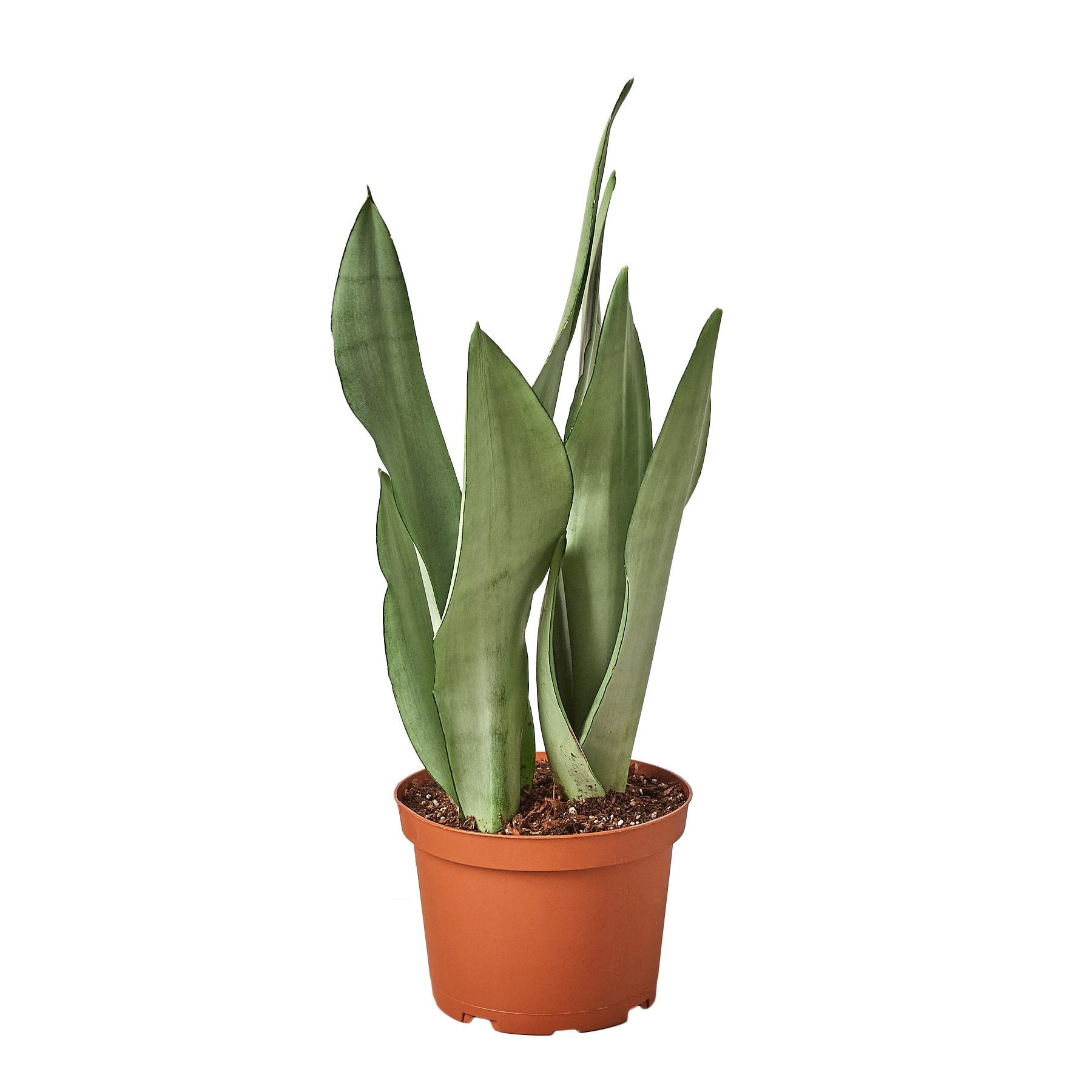 Snake Plant 'Moonshine' - photo 3