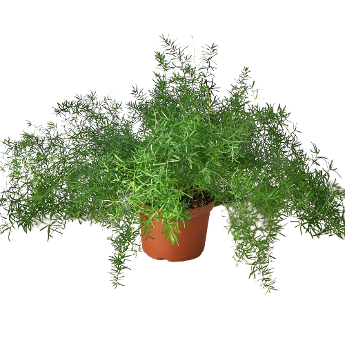 Fern 'Sprengeri' live houseplant