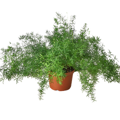 Fern 'Sprengeri' live houseplant
