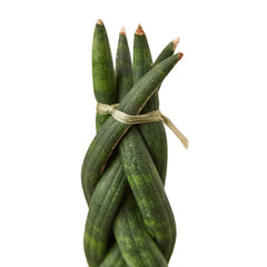Snake Plant Braided - photo 2
