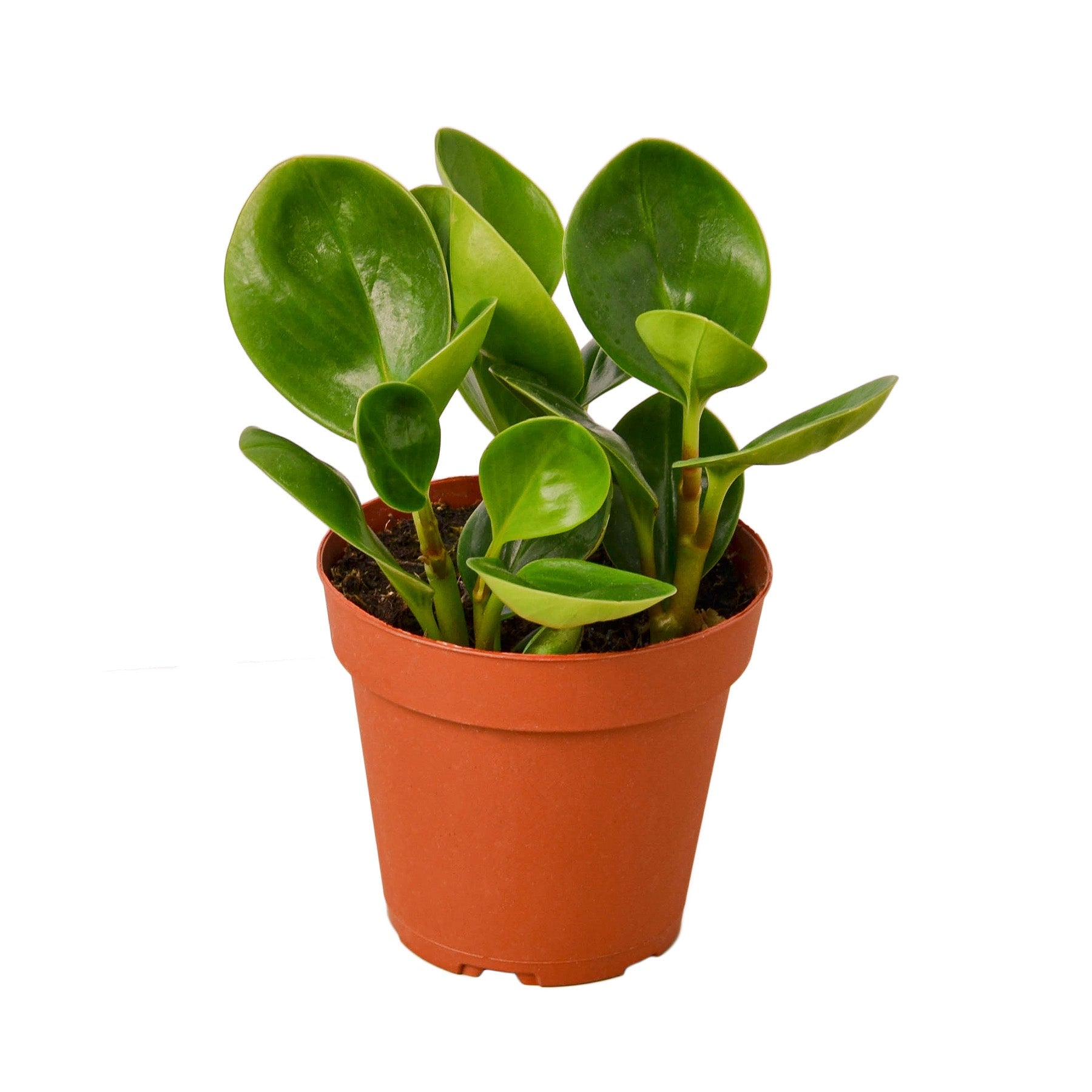 Peperomia Thailand live houseplant