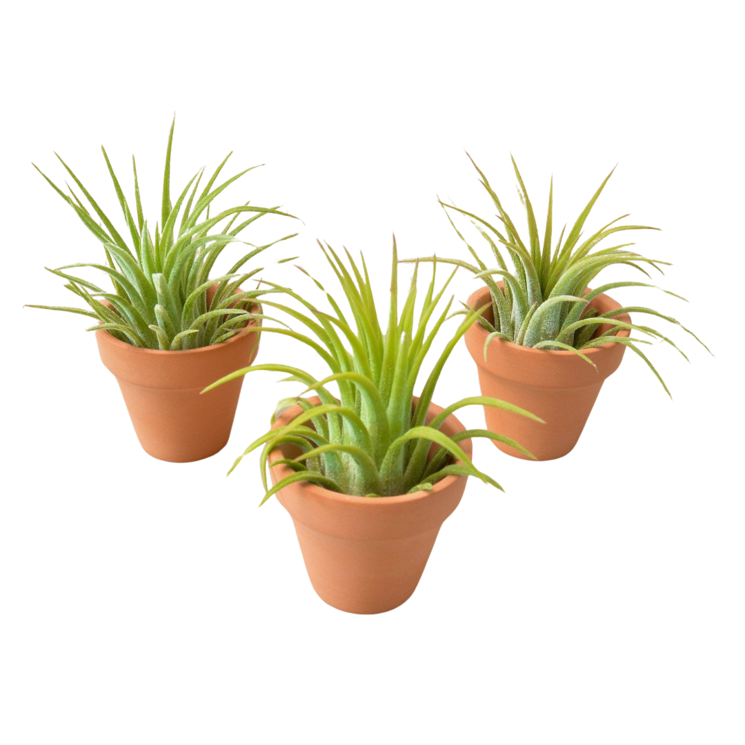 3 Ionantha Air Plants with Mini Terra Cotta Pots live houseplant
