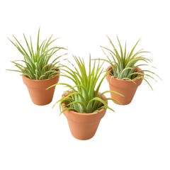 3 Ionantha Air Plants with Mini Terra Cotta Pots live houseplant