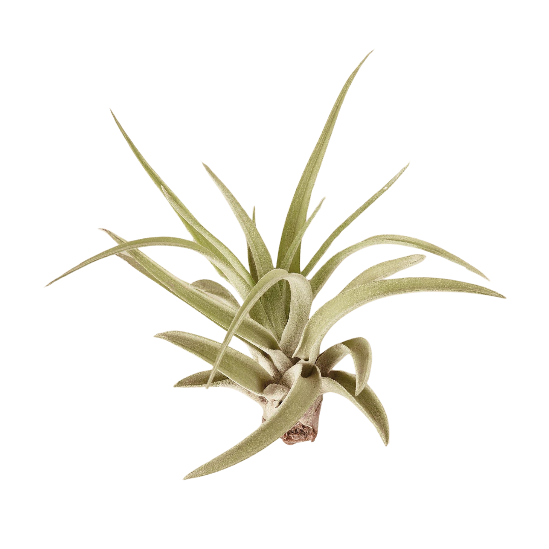 Tillandsia Air Plant Veluntina live houseplant