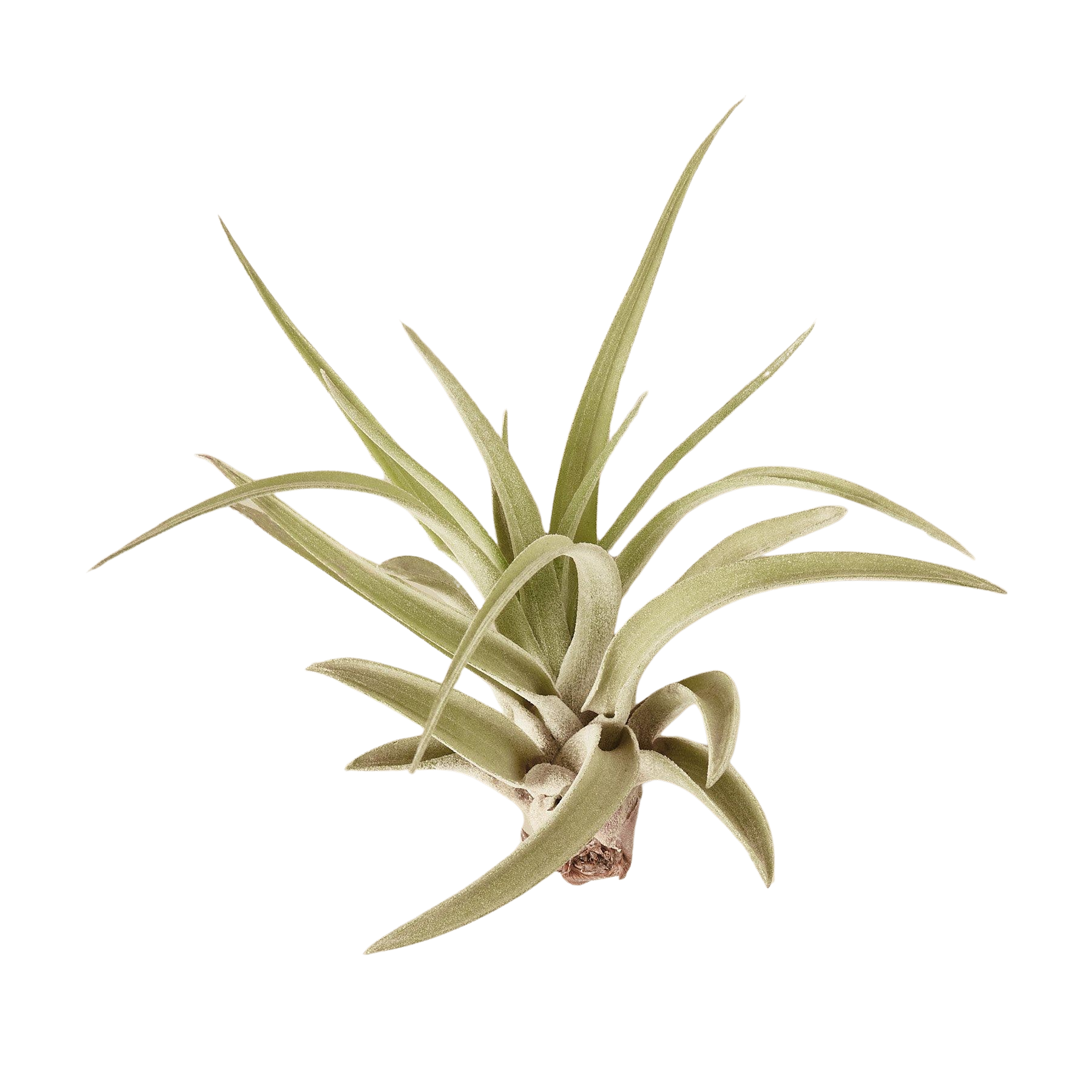 Tillandsia Air Plant Veluntina - photo 3