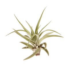 Tillandsia Air Plant Veluntina - photo 3
