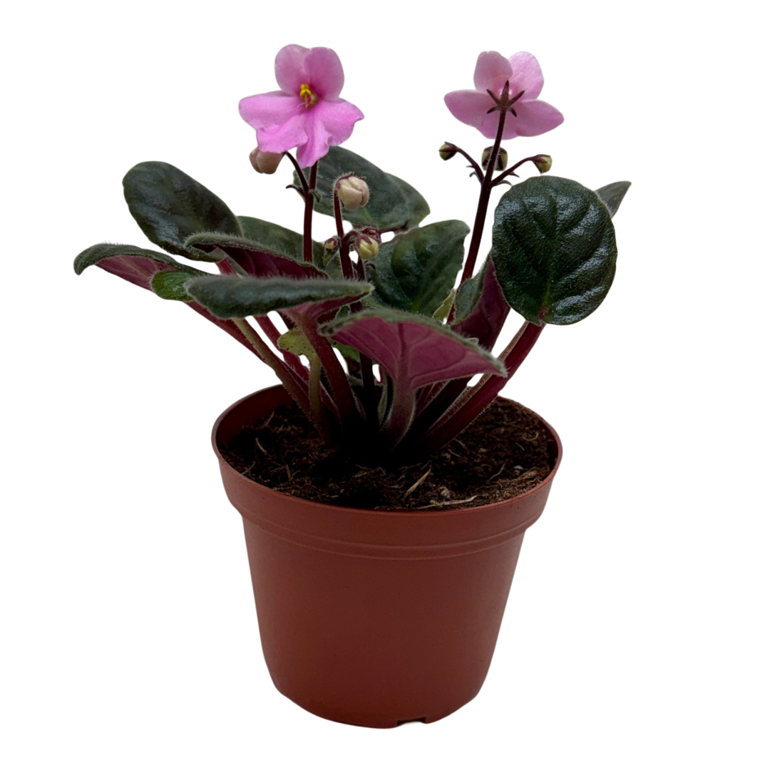 African Violet 'Pink' live houseplant