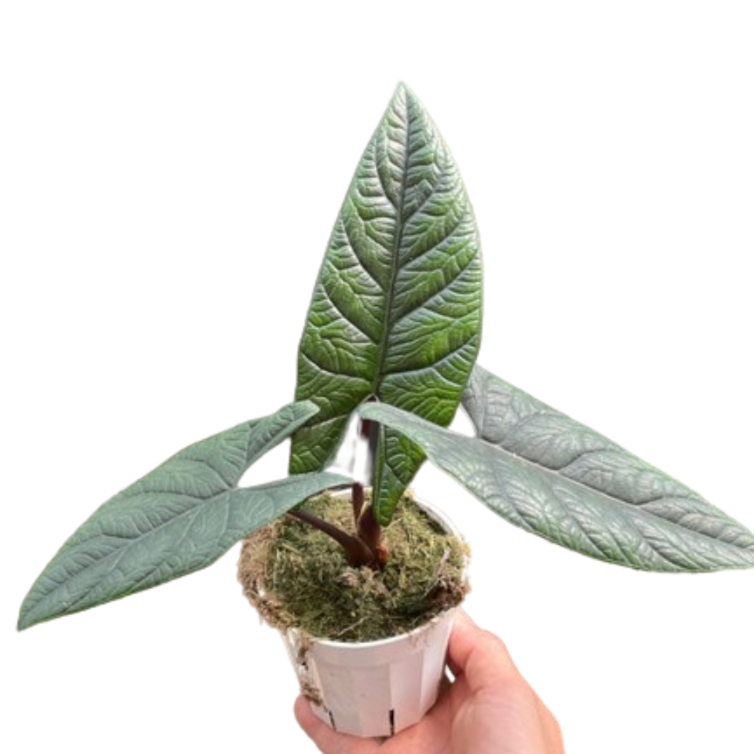 Alocasia 'Scalprum' live houseplant