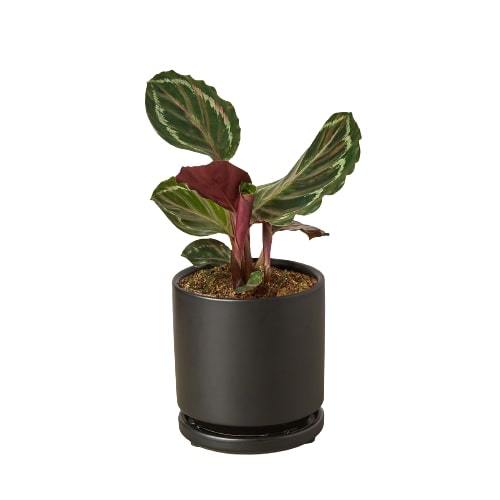 Calathea Roseopicta 'Medallion' - photo 5