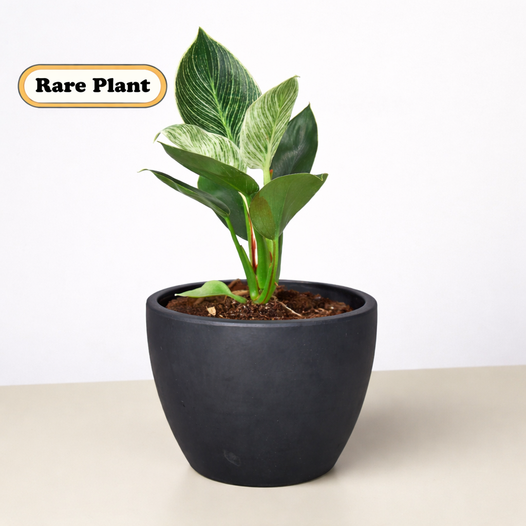 Philodendron 'Birkin' - photo 7
