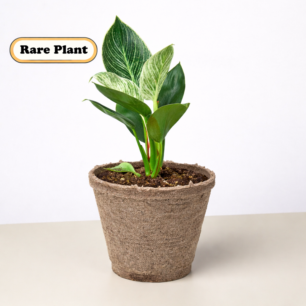 Philodendron 'Birkin' - photo 8