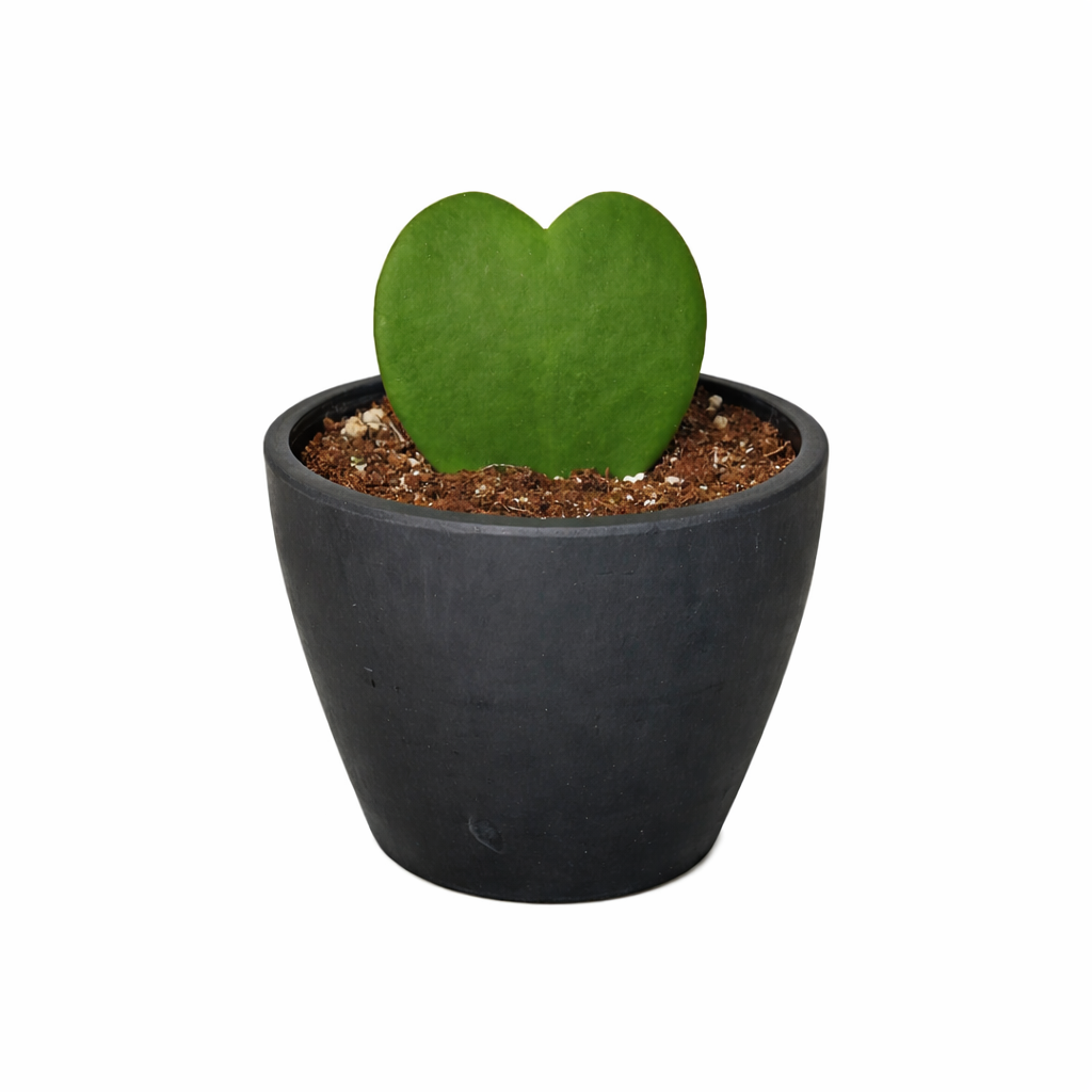 Hoya Sweetheart - photo 8