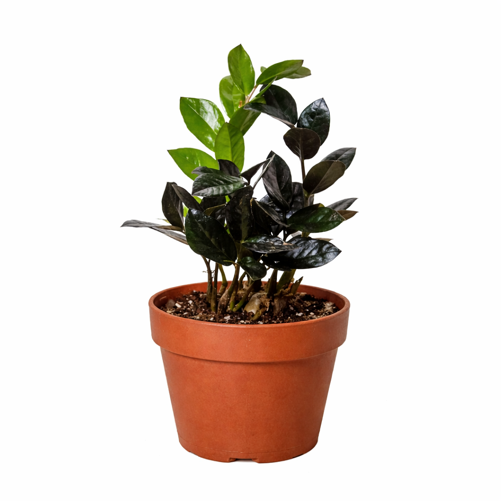 ZZ Zamioculcas 'Black Queen' - photo 7