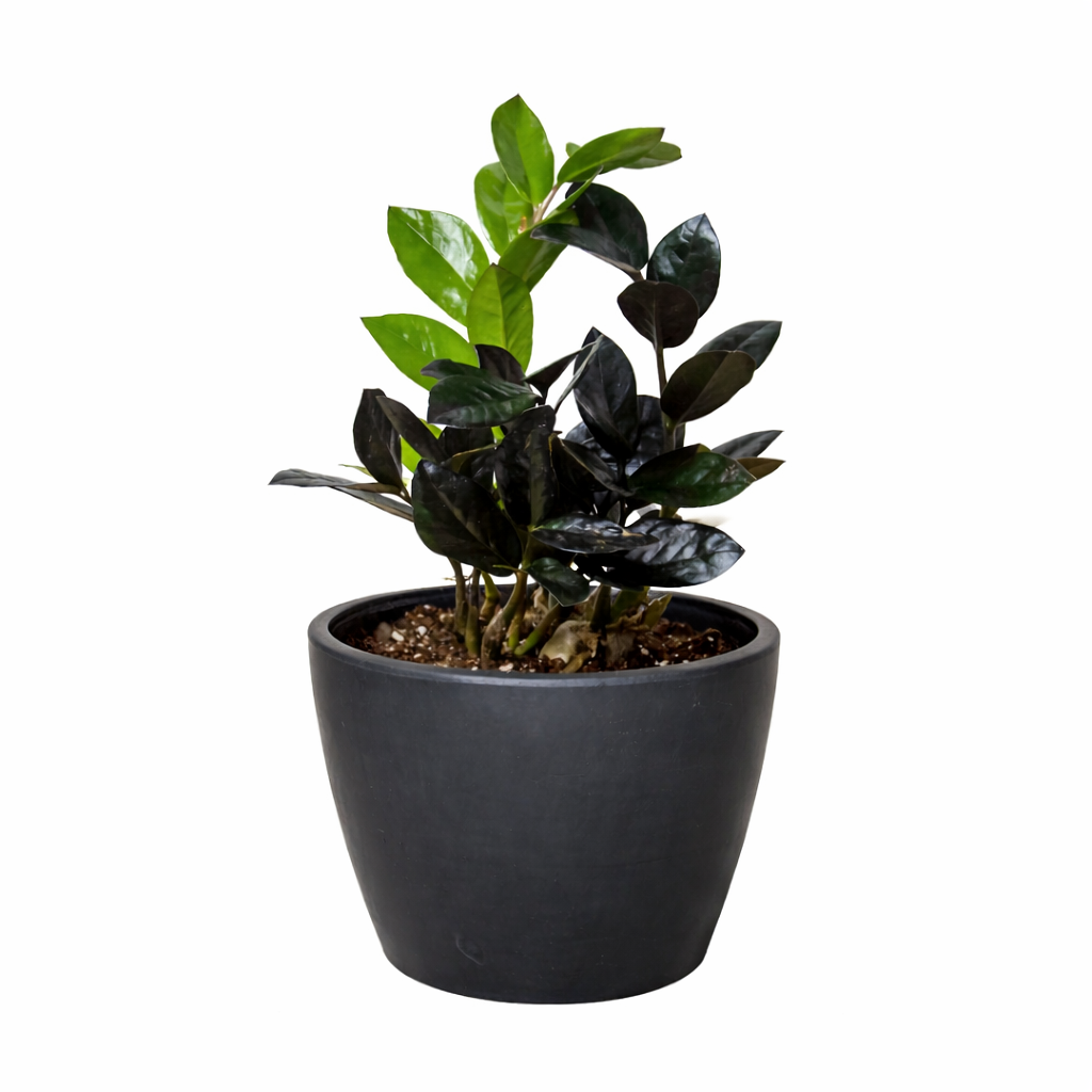 ZZ Zamioculcas 'Black Queen' - photo 8