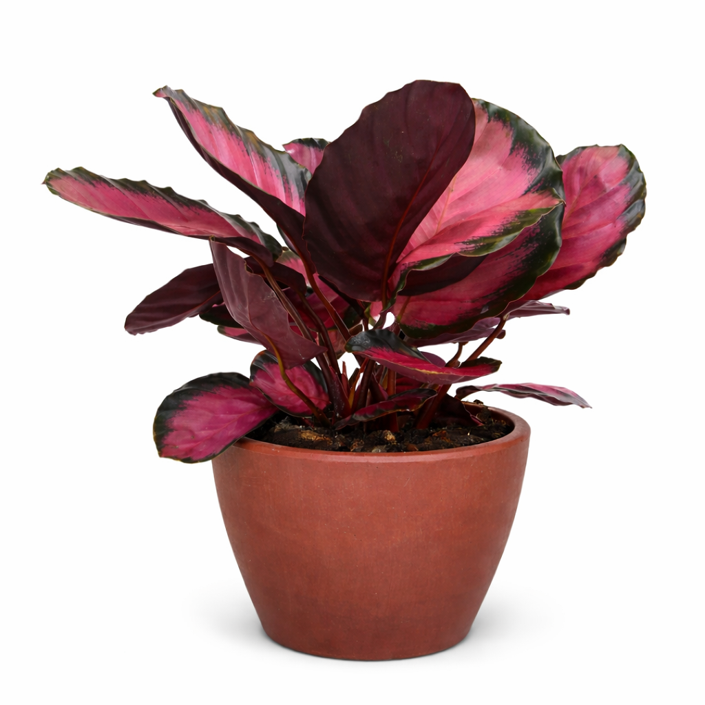 Calathea 'Purple Rose' - photo 6