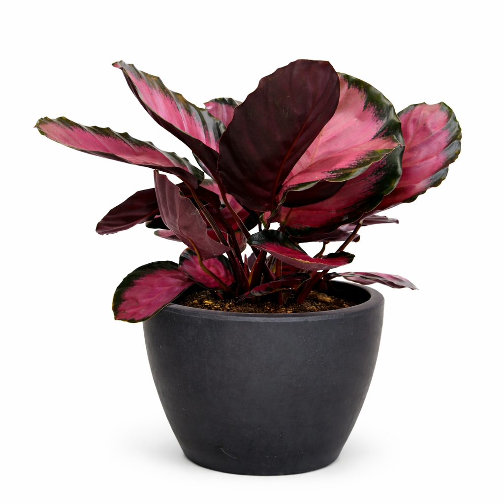 Calathea 'Purple Rose' - photo 7