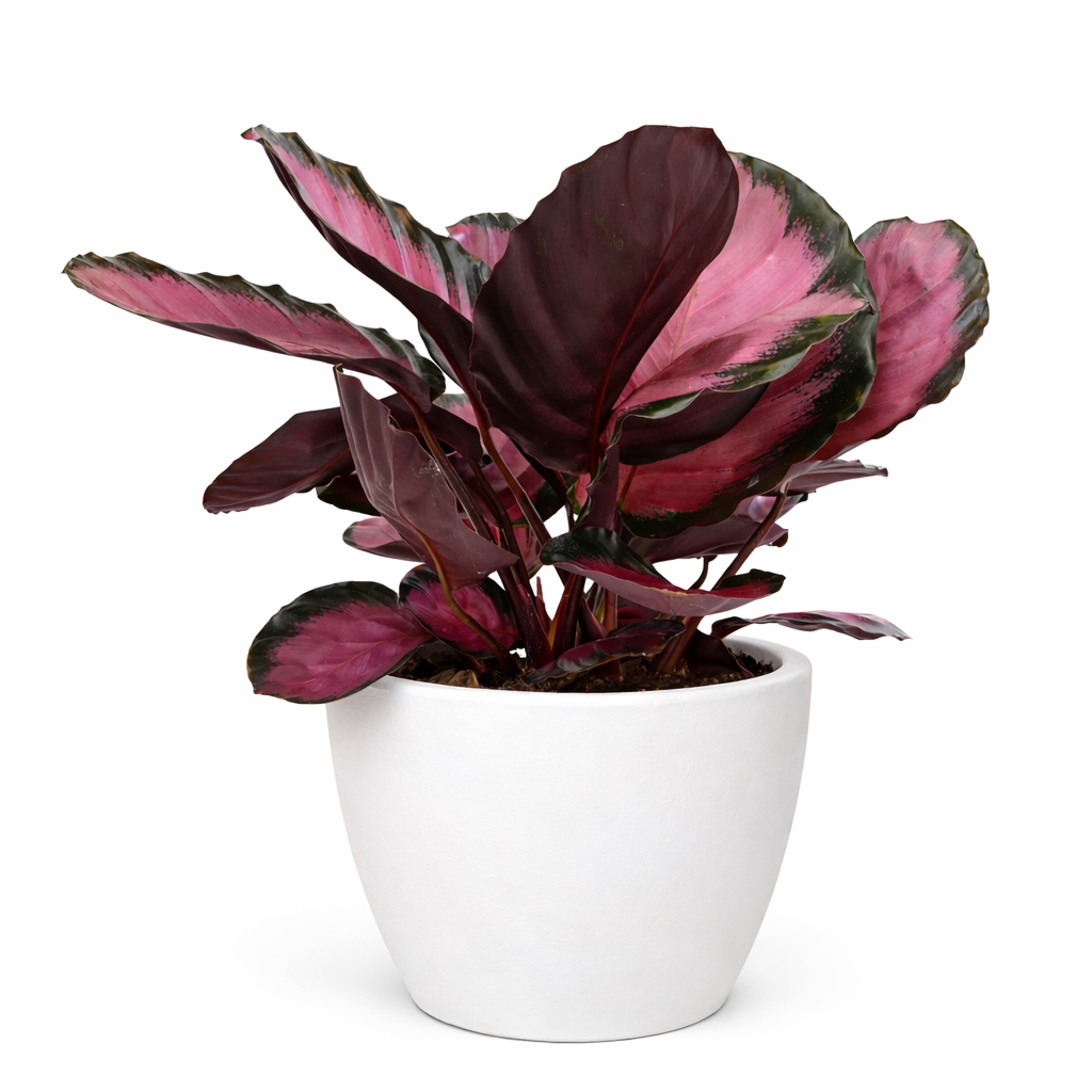 Calathea 'Purple Rose' - photo 8