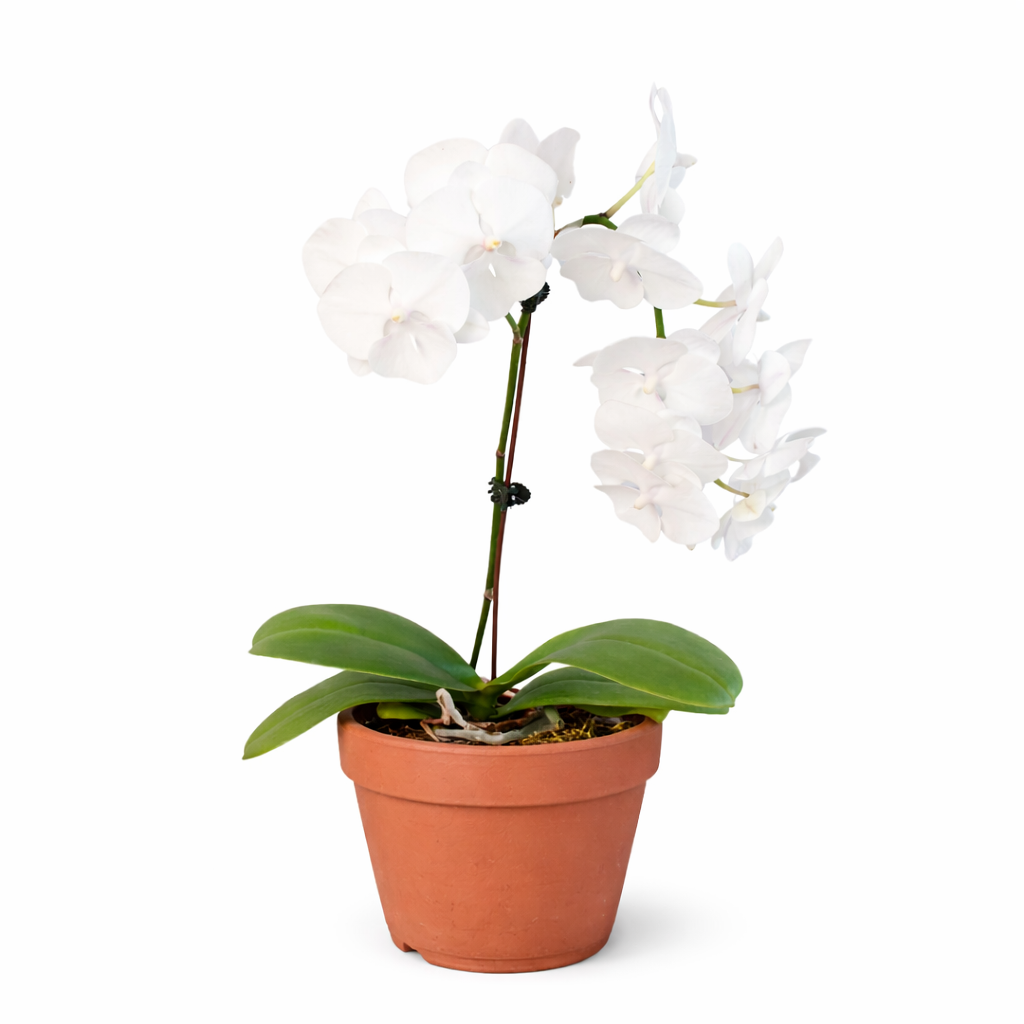 Orchid 'White Phalaenopsis' - photo 7